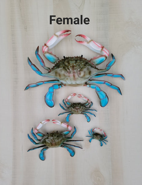 Blue Crab 3D wall replica – Tiki Decor Plus